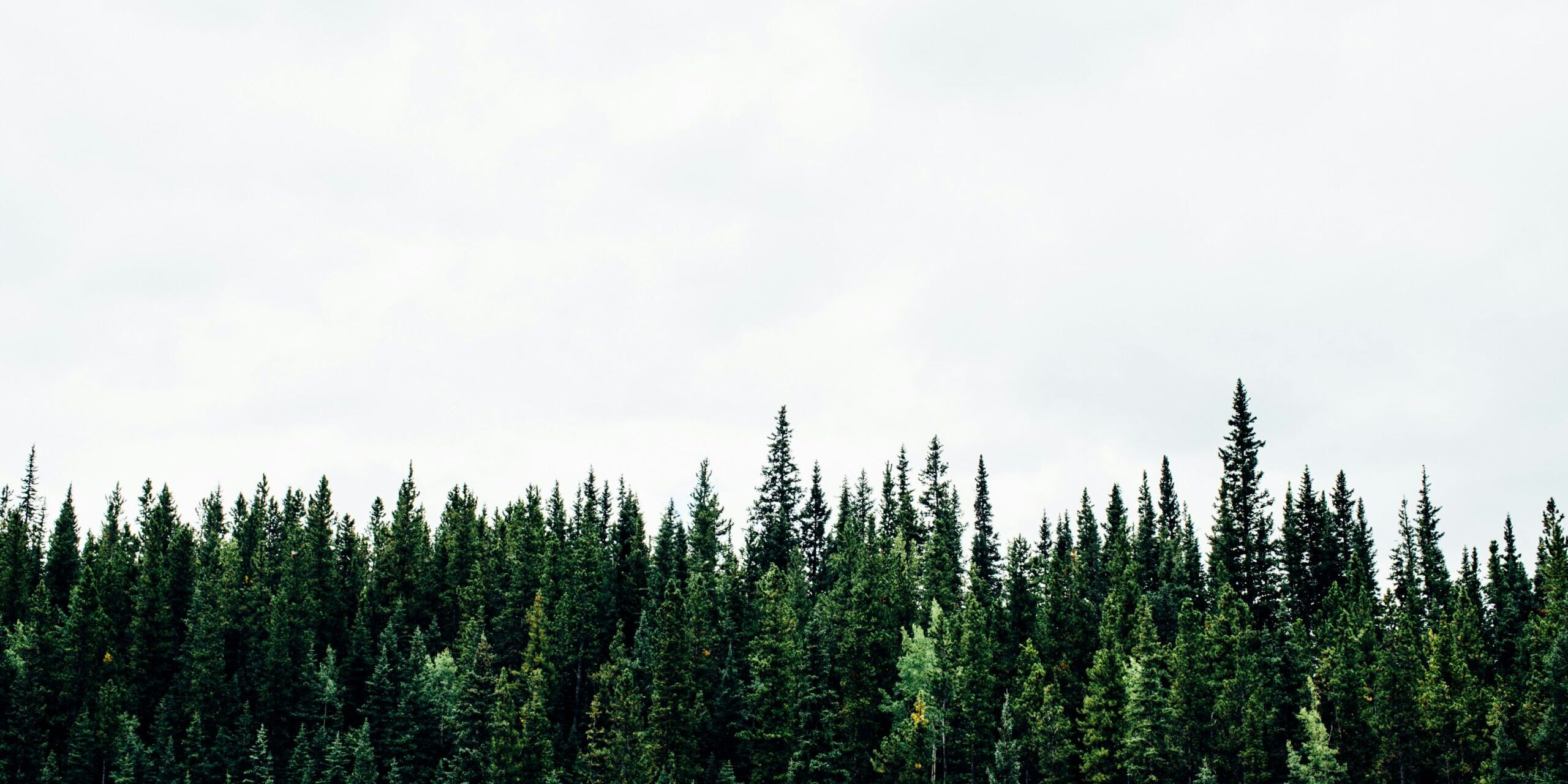 michael-benz–IZ2sgQKIhM-unsplash